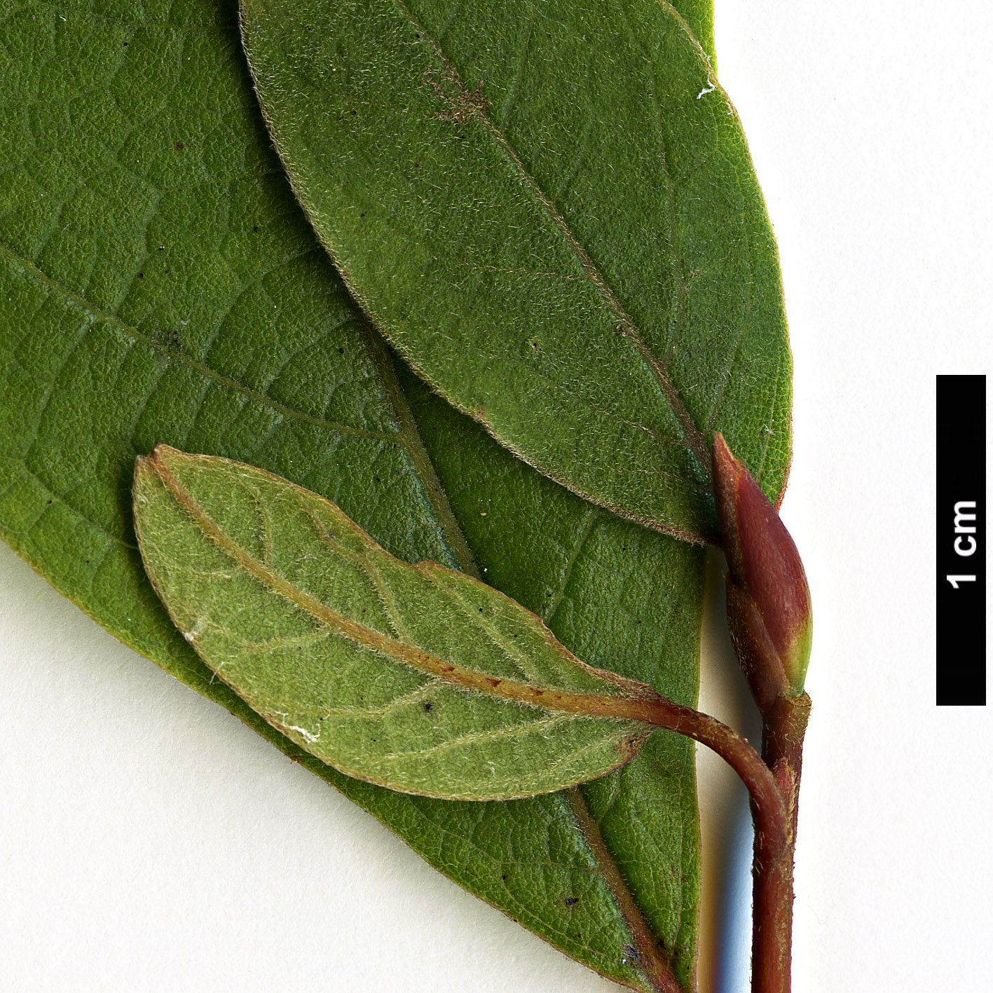 High resolution image: Family: Lauraceae - Genus: Litsea - Taxon: moupinensis - SpeciesSub: var. szechuanica